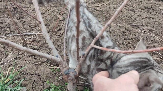 Результаты прививок на миндаль. Разные варианты. смотреть онлайн