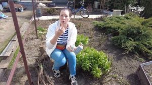 ЧТОБЫ НЕ ОСЫПАЛАСЬ ЗАВЯЗЬ ВИНОГРАДА - УРОЖАЙ ЗАВАЛИТ!