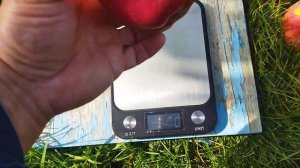 Обзор яблок Чемпион,Граф Эззо,Белорусское сладкое,Есе