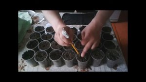 Высадка семян томатов на рассаду для чайников