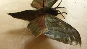 БРАЖНИКИ: 588. Rhodoprasina corrigenda