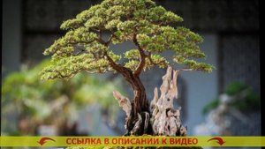 ⚠ КАК ВЫРАСТИТЬ БОНСАЙ ИЗ КИТАЙСКИХ СЕМЯН В ДОМАШНИХ ?