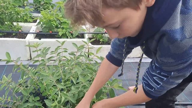 Лучшие сорта жимолости смотреть онлайн