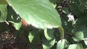 яблоня сорт зорко краткий обзор то что растет в сибири