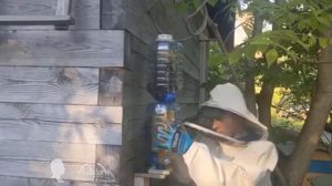 Бутылочное пчеловодство