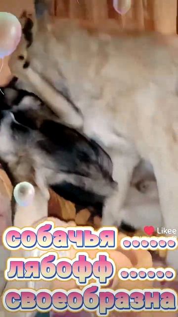 Злата и Остик. смотреть онлайн