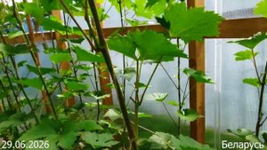 30 июня 2025 Развитие и Обработка Винограда Без Химии. Бе?