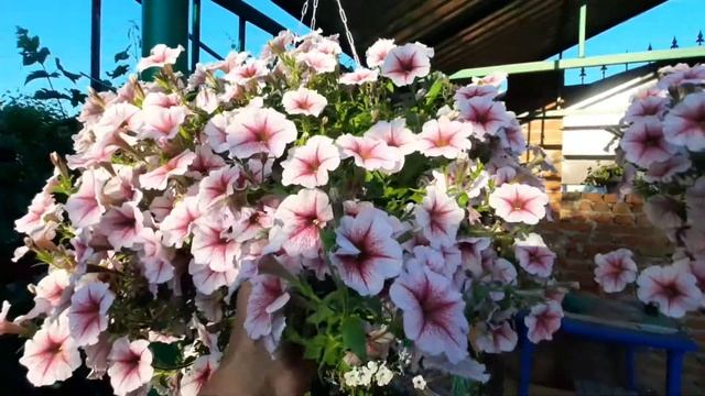 ШИКАРНАЯ ПЕТУНИЯ !!! ОПЕРА СУПРИМ РАСБЕРИ АЙС , ОПЕРА С? смотреть онлайн