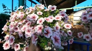 ШИКАРНАЯ ПЕТУНИЯ !!! ОПЕРА СУПРИМ  РАСБЕРИ АЙС , ОПЕРА С?