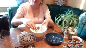 Сеем Лобелию в ЧАЙНЫЕ ПАКЕТИКИ вместо торфяных таблет