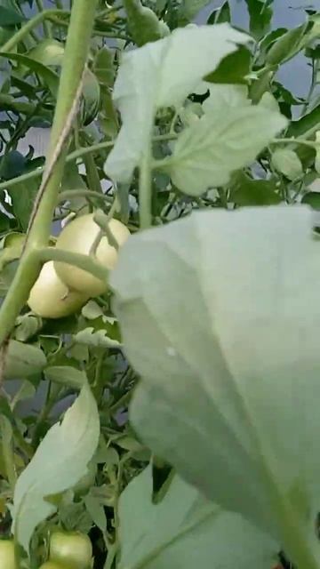 Самый лучший томат в мире 2024 г.! Высокоурожайный, вкусн смотреть онлайн