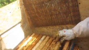 Метод Цебро. Анатолий Сметанин ч. 1. В гостях у пчеловод