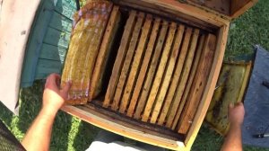 Как собрать пчёл в зиму?