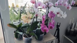 Летний обзор  моей коллекции растений. Новинки, перест