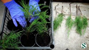 Черенкование можжевельника.