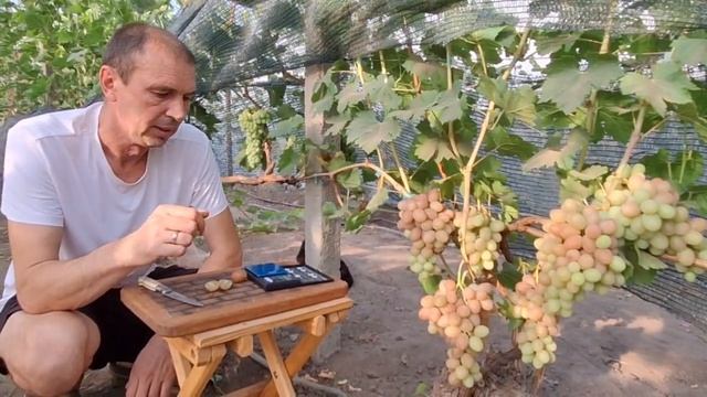 Виноград КРАСНАЯ РОЗА смотреть онлайн