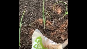 06.06.2025.  Из города на дачу. Приятная покупка. #garden #садов?