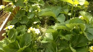 Зеленый лук выращивание в ящиках ,клубника .