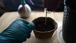 Садим куст/Безымянный/Выращивание марихуаны в домашн?