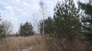 Как защитить клубнику от вымерзания