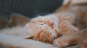 ESPERA-Фабрика сновидений