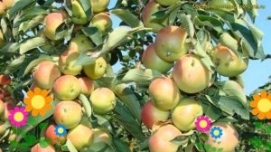 Яблоня колоновидная Восторг. Краткий обзор, описание ?