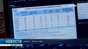 Амарант. Казахстан. Новости. Опыт выращивания