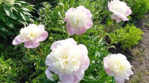 Нежнейший и ароматный пион Тач оф Класс. Июнь 2025год