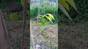 СТОП!!! Закладка плодового сада.