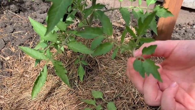 Увеличиваю урожай или как пасынковать помидоры чтобы смотреть онлайн