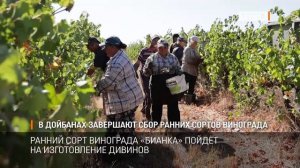 В Дойбанах завершают сбор ранних сортов винограда