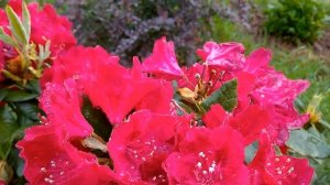 РУБИНОВЫЙ РОДОДЕНДРОН HACHMANN'S FEUERSCHEIN🤗. Цветение 2022 в По