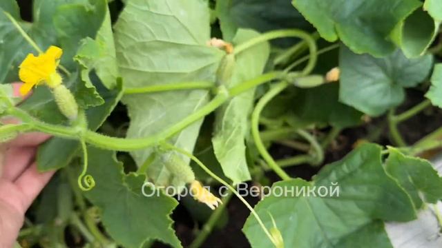 1 СТАКАН и даже хилые чалые ОГУРЦЫ бешено заплодоносят смотреть онлайн