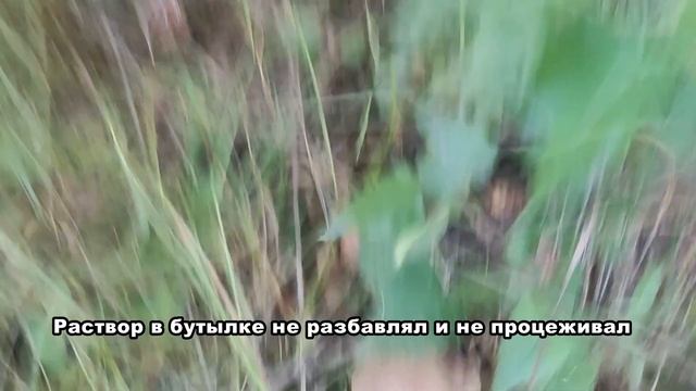 Посадил грибы на участке. Через год результат поразил! смотреть онлайн