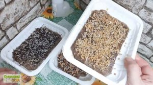 Микрозелень как вырастить / Набор микрозелени