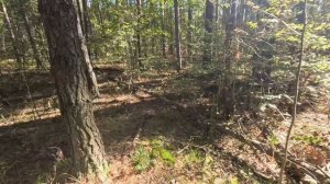 ДОЛГО БРОДИЛ ПО ЛЕСУ И НАБРАЛ КУЧУ ГРУЗДЕЙ