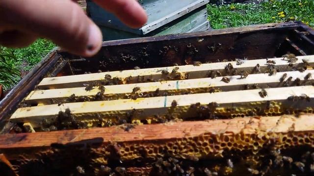 Как завести пчел с нуля? Пчеловодство для начинающих. ? смотреть онлайн