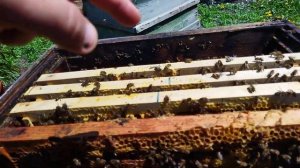 Как завести пчел с нуля? Пчеловодство для начинающих. ?