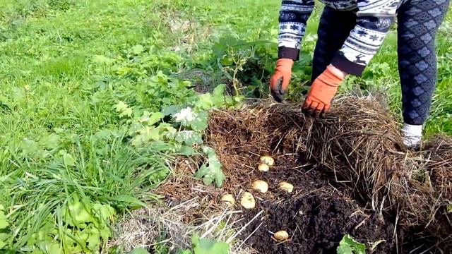 Картофель по целине под сеном 2 год эксперимента 2017 смотреть онлайн