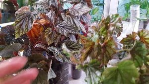 Обзор Кейн бегоний. Тростниковые бегонии в моей колле?