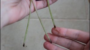 Как Укоренить Лист Кислицы