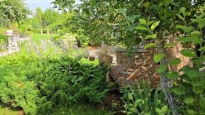 Что посадить под кроной деревьев. Про хосты и не тольк?