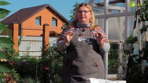 Мастер-класс: как и когда сажать ТЮЛЬПАНЫ ОСЕНЬЮ