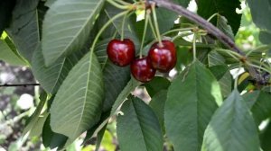 Черешня "Sovereign™" (13S-21-01)