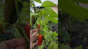 Перец черенкую, чтобы дал 4 подряд урожай. Так ещё никт?