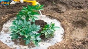 Уход за пионами в октябре.