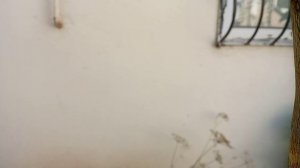 ПРИВИВКА ЛИМОНА!!! 24 ИЮНЬ 2025 Г