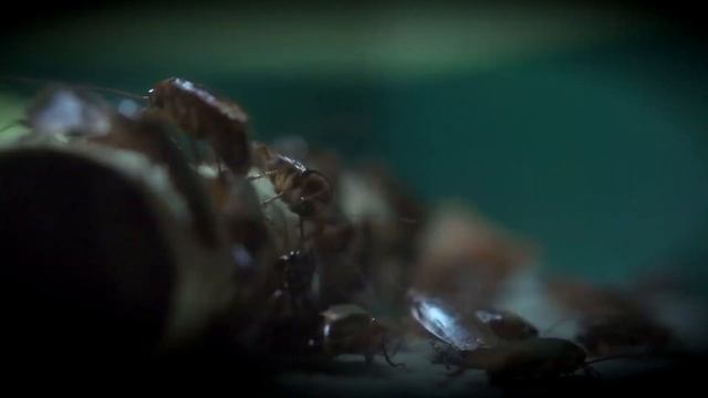 Песня Клип ТАРАКАН ПОЖИРАТЕЛЬ Rasa ПЧЕЛОВОД ПАРОДИЯ Про