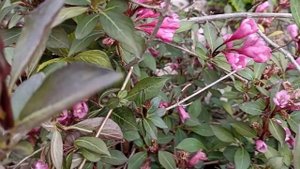 ВЕЙГЕЛА нана ПУРПУРЕА. Нюансы пышного цветения!