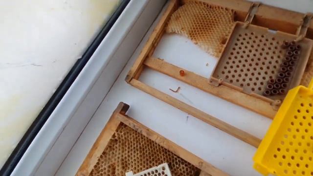 Жентер шайманы | Кытай | Джентерский сот | Китай смотреть онлайн